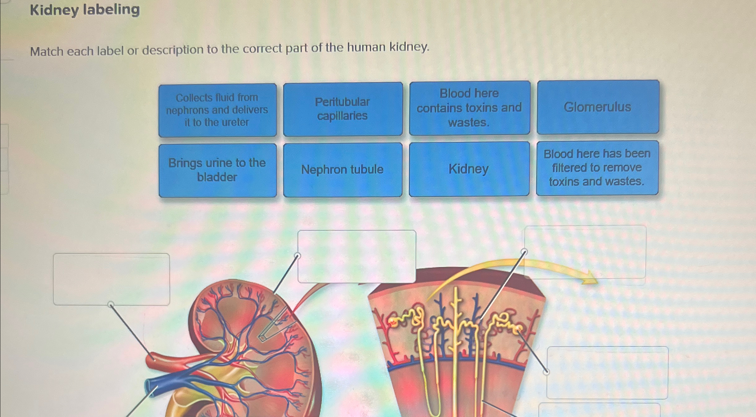 Solved Kidney labelingMatch each label or description to the | Chegg.com