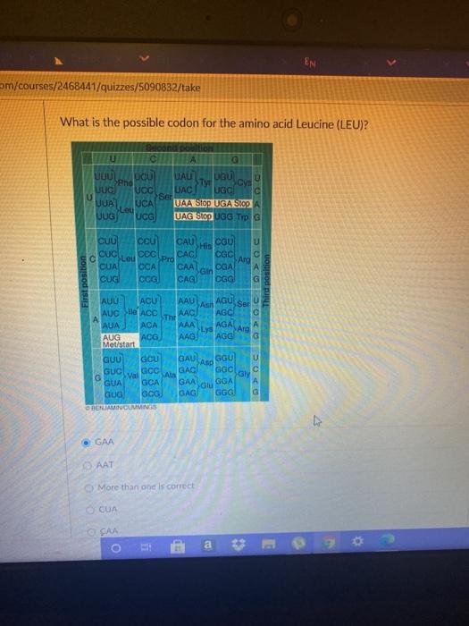 EN am/courses/2468441/quizzes/5090832/take What is the possible codon for the amino acid Leucine (LEU)? condo c A G LCUL UAC