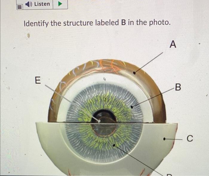 Solved 1) Listen Identify The Structure Labeled B In The | Chegg.com