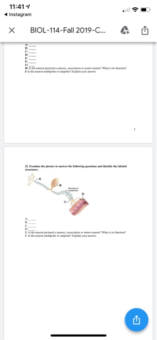 11 417 Instagram H Biol 114 Fall 19 C U Ans Chegg Com