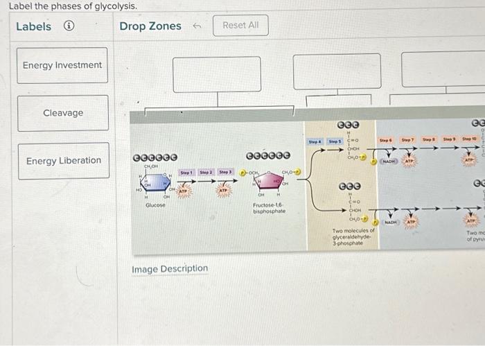 Solved Label the phases of glycolysis. Image Description | Chegg.com