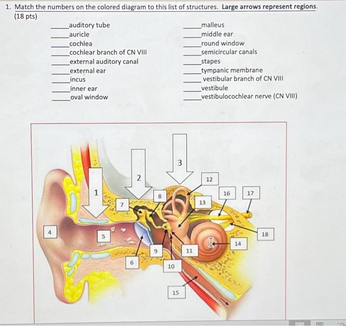 Solved 1. Match the numbers on the colored diagram to this | Chegg.com