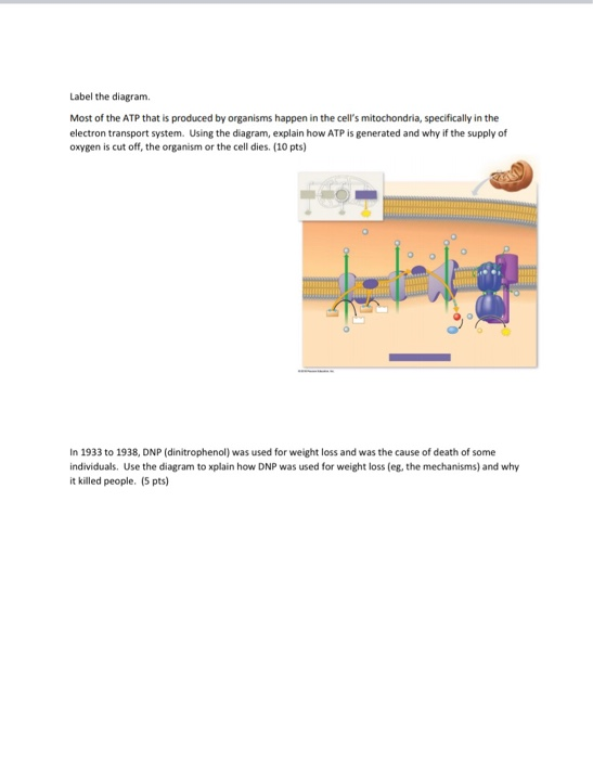 Solved Label the diagram Most of the ATP that is produced by | Chegg.com