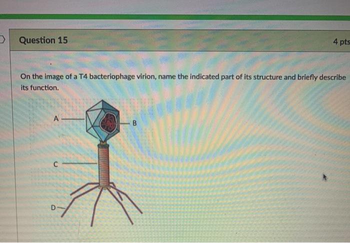 Solved Question 15 4 pts On the image of a T4 bacteriophage | Chegg.com