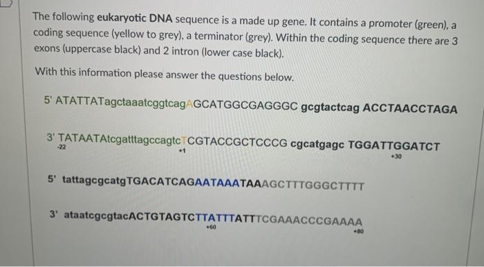 Solved The following eukaryotic DNA sequence is a made up | Chegg.com