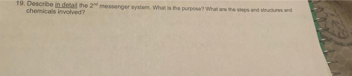 Solved 19. Describe in detail the 2nd messenger system. What | Chegg.com