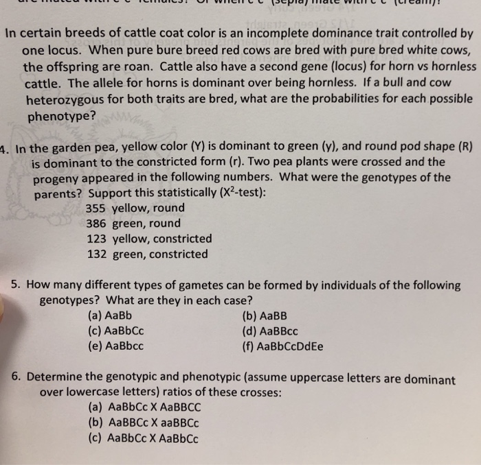 In certain breeds of cattle coat color is an