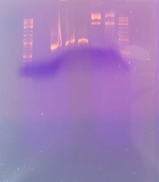 Solved Attach your loglinear graph with standard curve. 1.