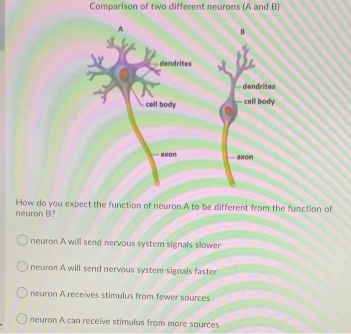 Solved Comparison of two different neurons (A and B) A B | Chegg.com
