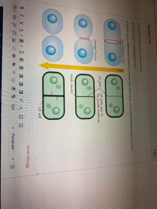 Solved 4 pts Question 24 Look at the image below and | Chegg.com