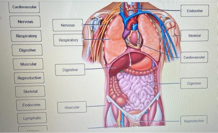 Cardiovascular Endocrine Nervous Nervous Respiratory Skeletal Respiratory Digestive Cardiovascular Muscular Digestive Reprodu