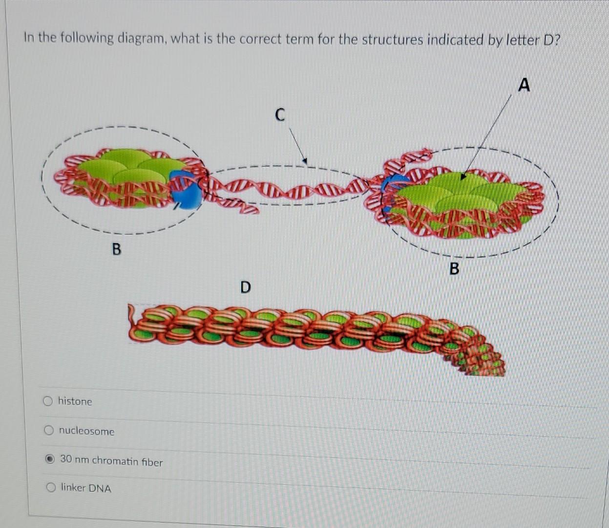 Solved You have a piece of DNA that includes the following | Chegg.com