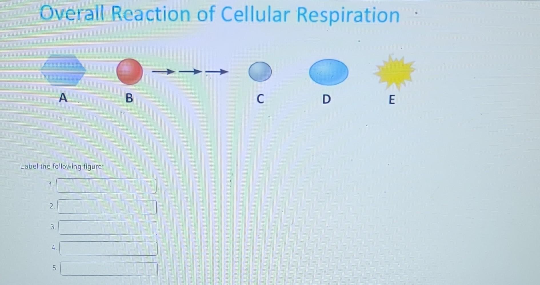 Solved Overall Reaction of Cellular Respiration A C D E | Chegg.com