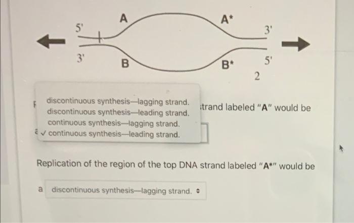 Solved 2 The Diagram Below Represents A Replication Bubble | Chegg.com