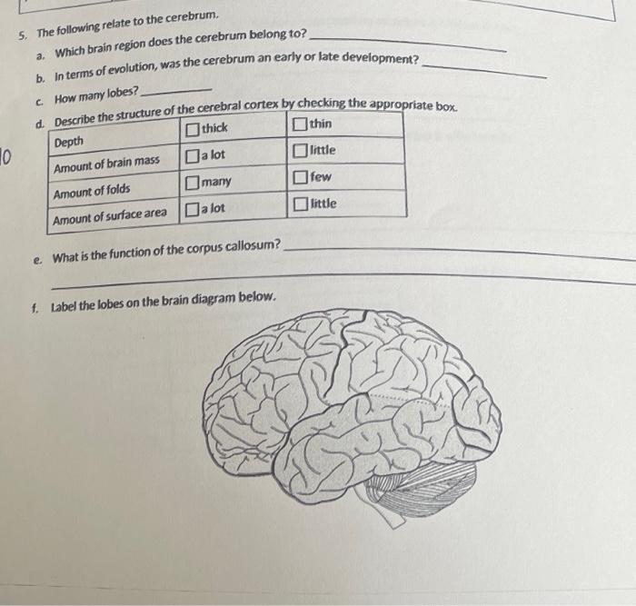 Solved 5. The Following Relate To The Cerebrum. A. Which | Chegg.com