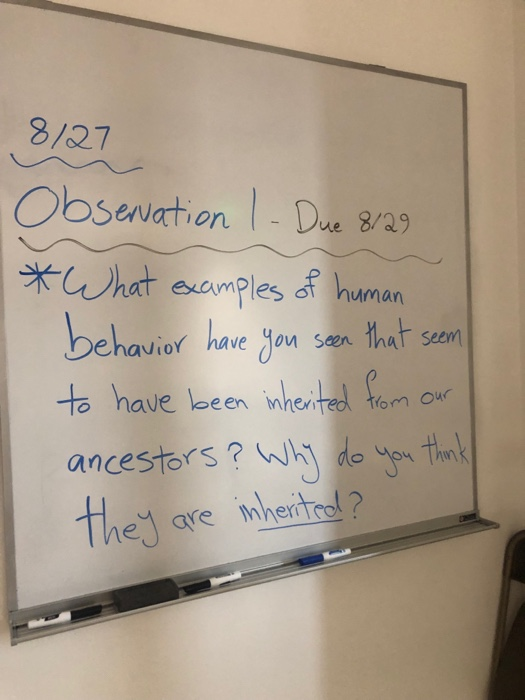 Homework help disney observational behavior 08 image