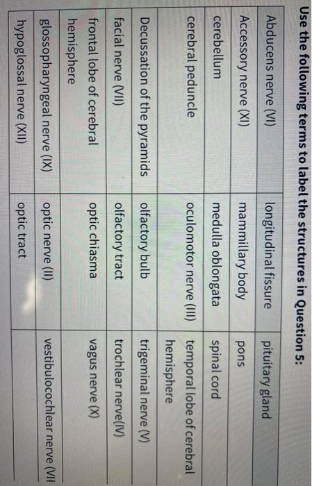 Solved Cranial Nerves 26 25 1 2 24 3 4 23 22 21 000 20 9 10 | Chegg.com