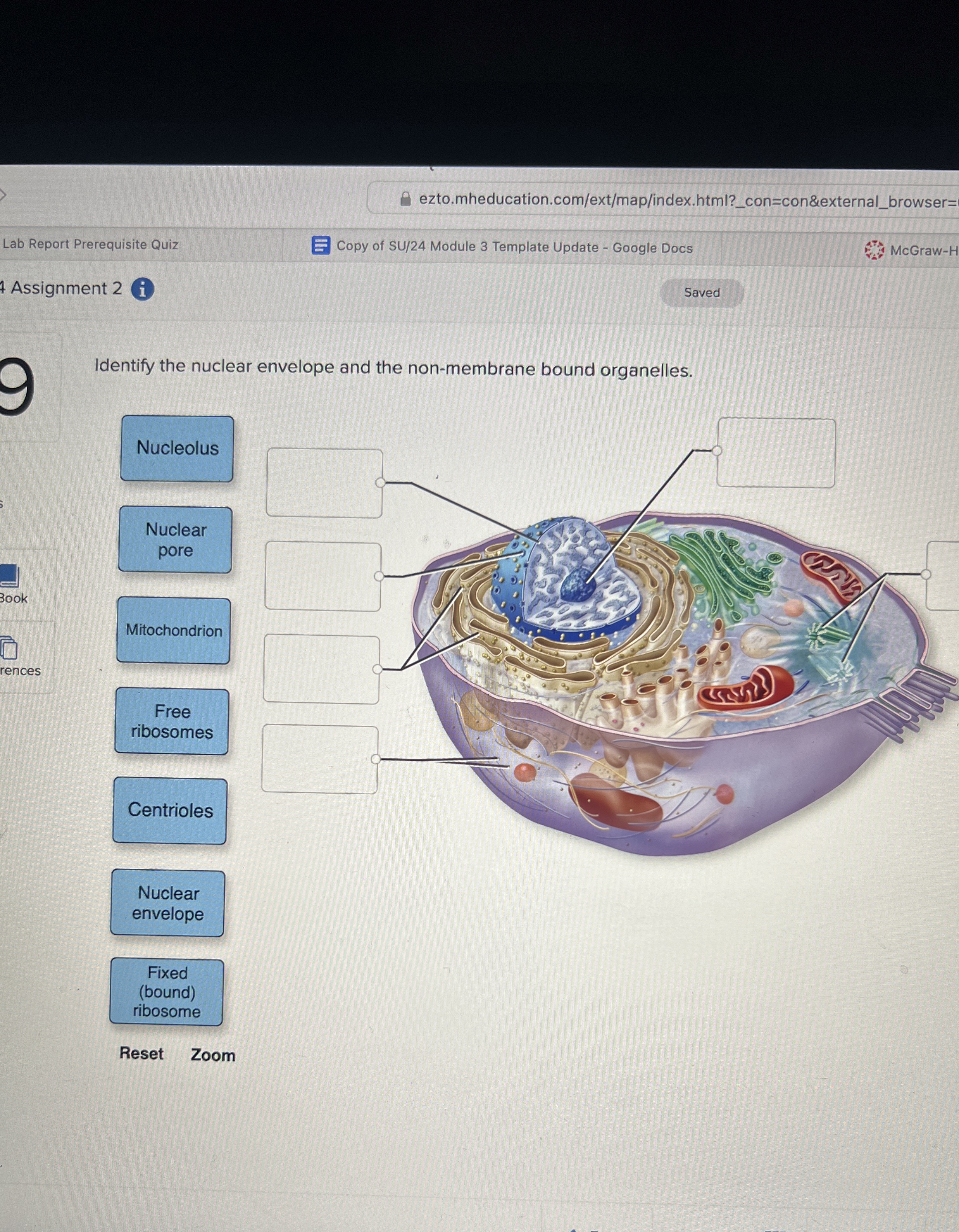 Solved Identify the nuclear envelope and the non-membrane | Chegg.com