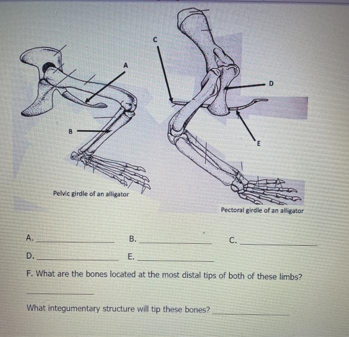 Solved D B E Pelvic Girdle Of An Alligator Pectoral Girdle | Chegg.com