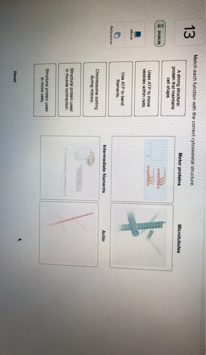 Match Each Function With The Correct Cytoskeletal Chegg  Match Each Function With The Correct Cytoskeletal Chegg