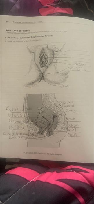 Solved SKILLS AND CONCEPTS A Anatomy of the retum aan uterus | Chegg.com