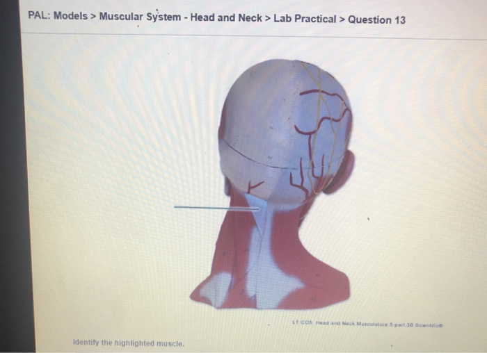 muscular system head and neck