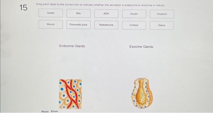 Solved Endocrine Glands | Chegg.com