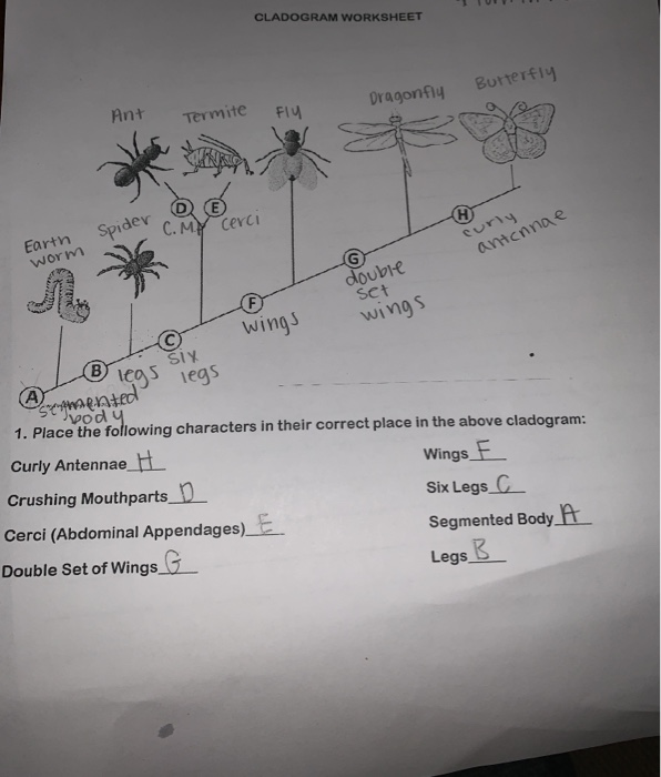 How To Make A Cladogram Worksheet Answer Key