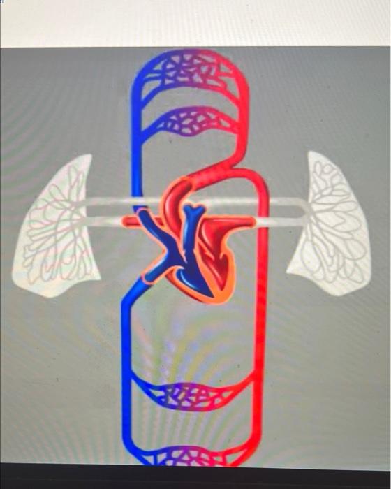 Cardiovascular circuit online