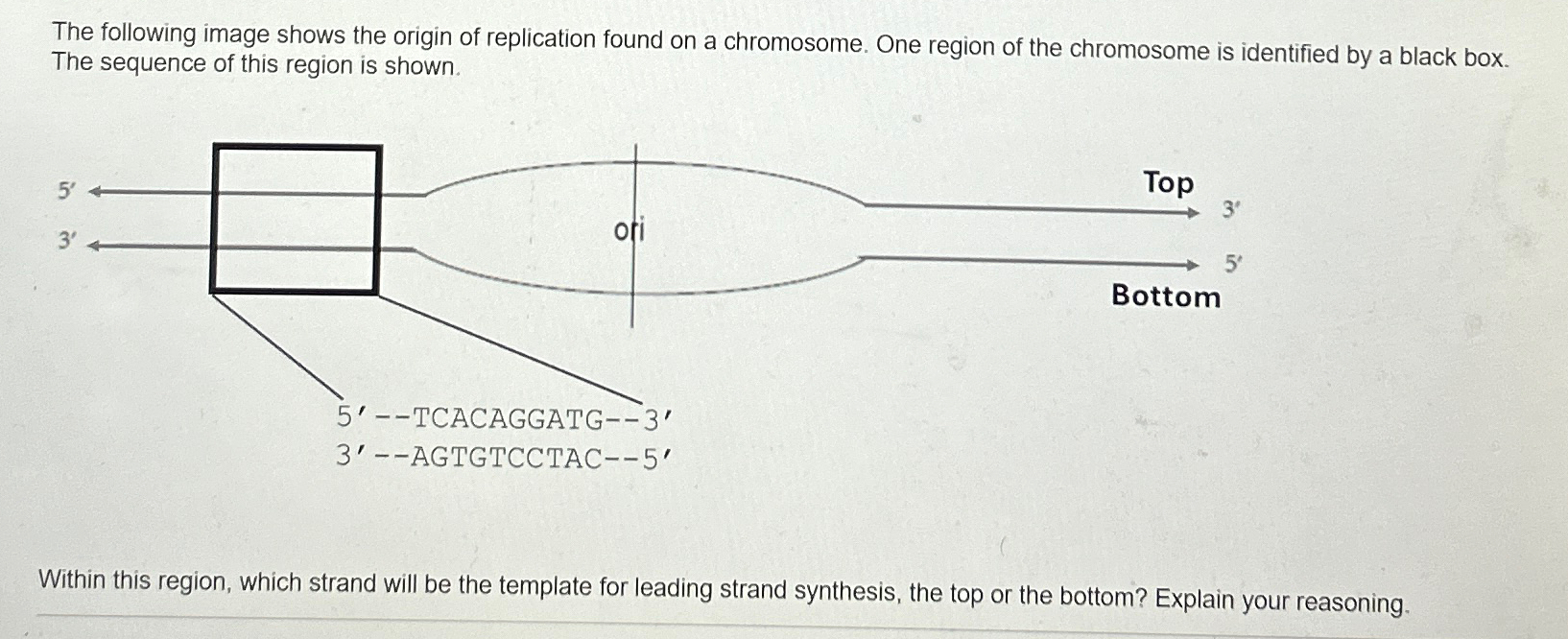 Solved Draw A Origin Of Replication With Two Replication Chegg Com
