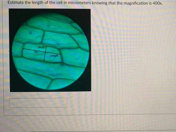 Solved Estimate the length of the cell in micrometers