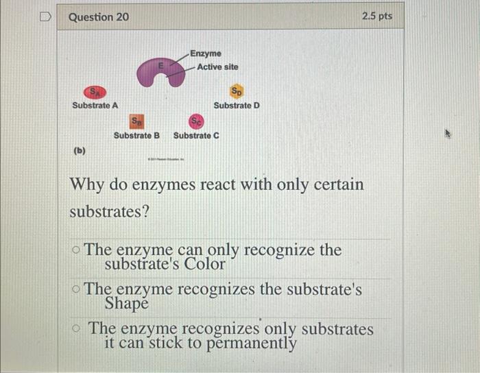Solved Why do enzymes react with only certain substrates?