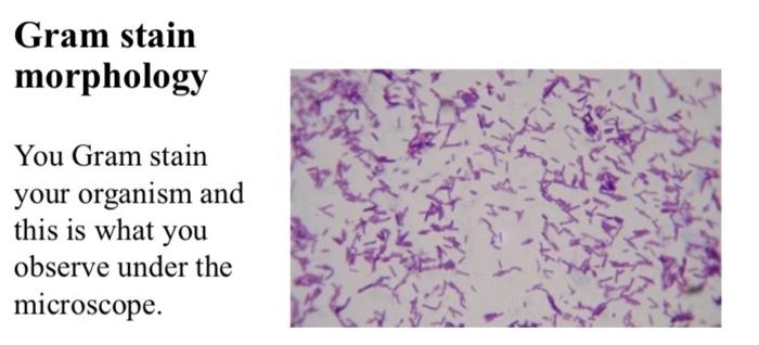 Solved Gram Stain Morphology You Gram Stain Your Organism | Chegg.com