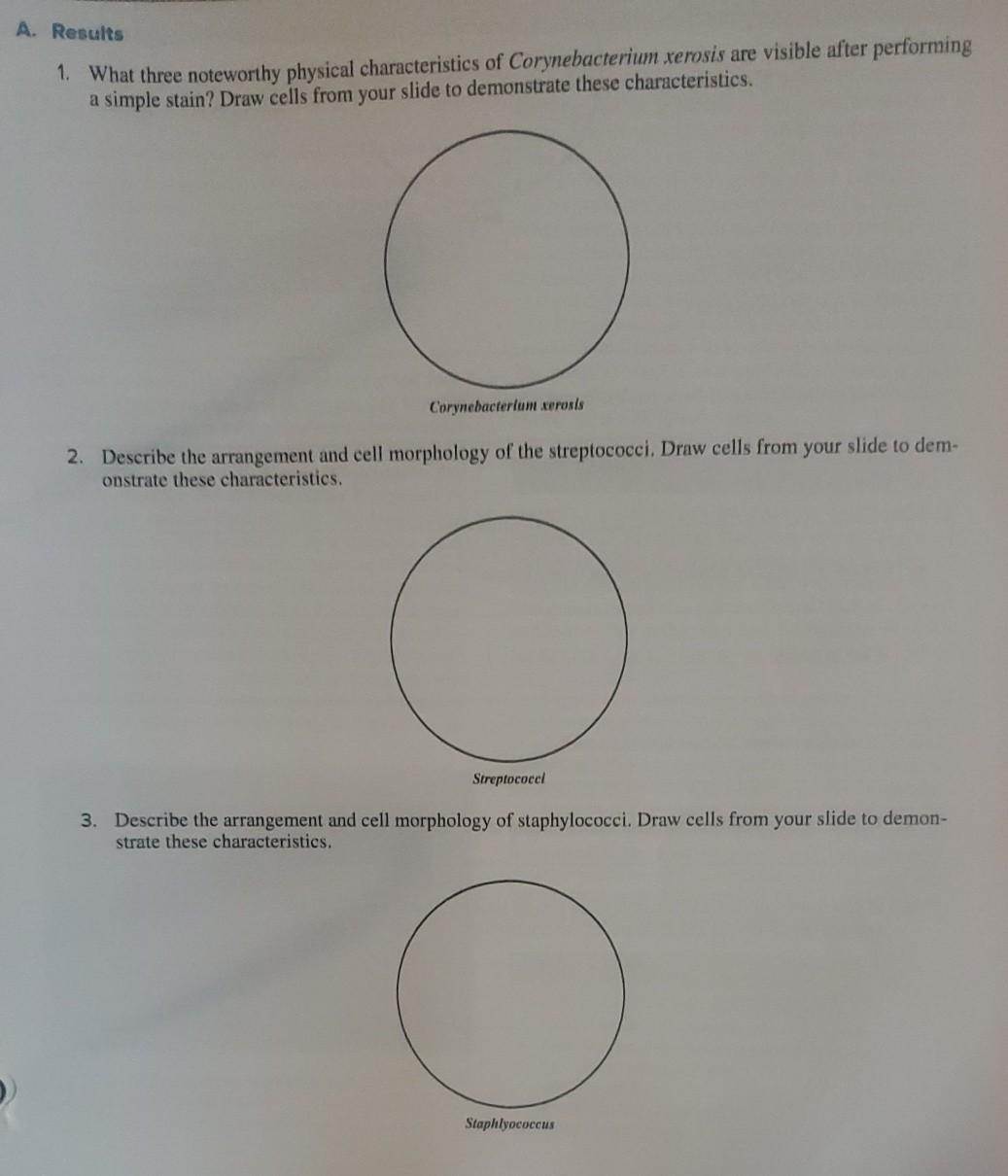 corynebacterium xerosis morphology