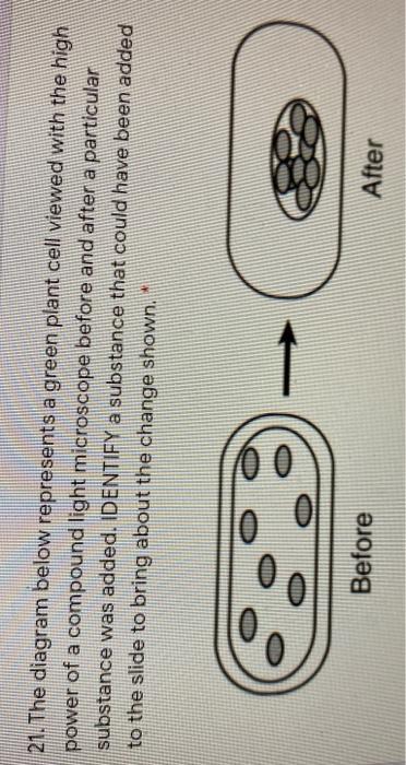 21 The Diagram Below Represents A Green Plant Cell Chegg Com