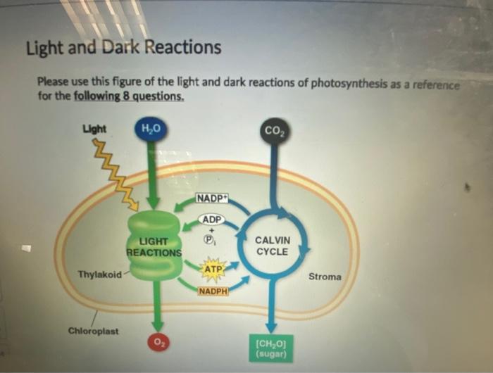 Solved Light and Dark Reactions Please use this figure of | Chegg.com