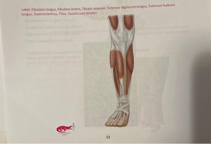 Label: Fibularis longus, Fibularis brevis, Tibialis anterior, Extensor digitorumlongus, Extensor hallucis longus, Gastrocnemi