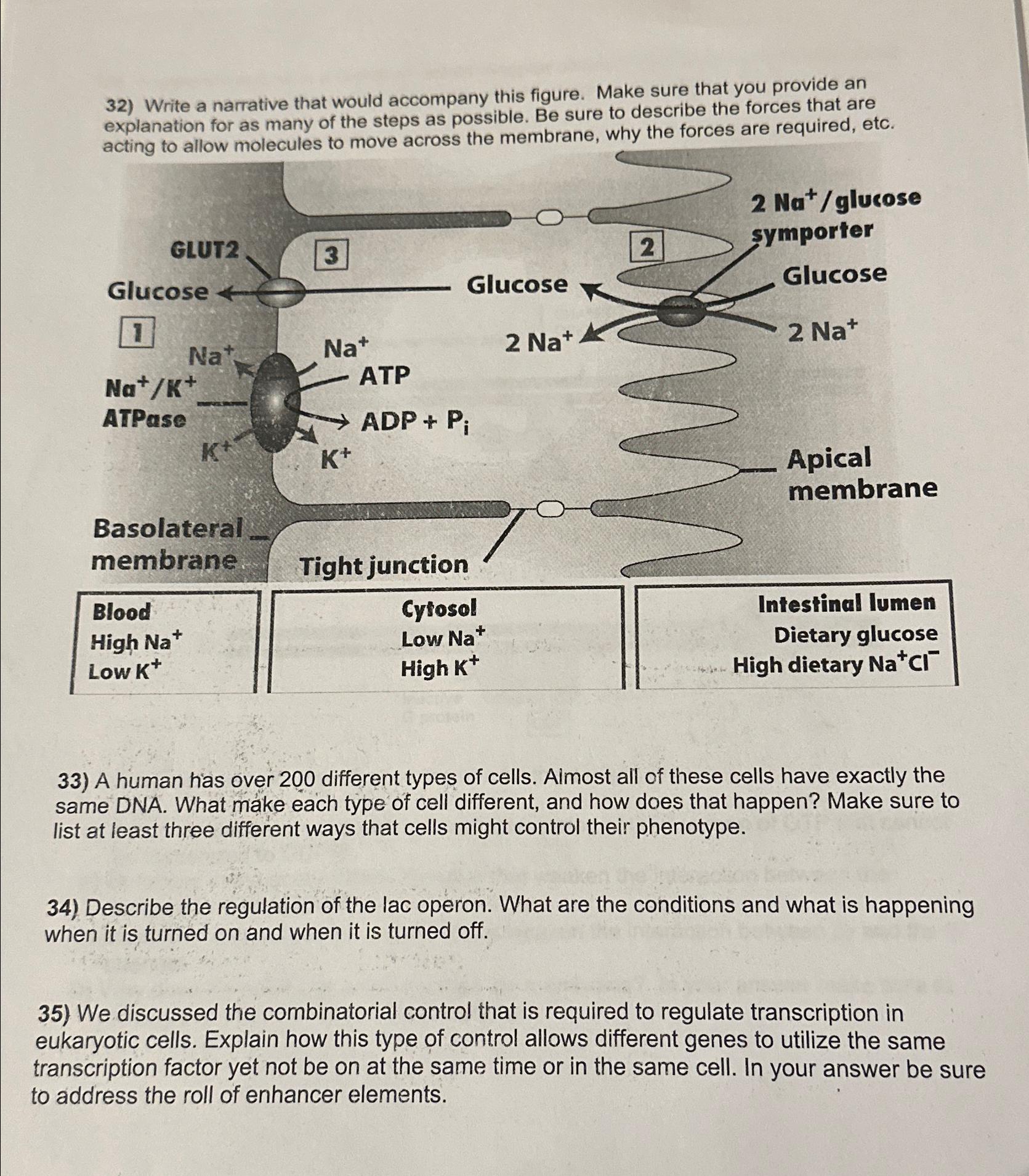 Solved Write a narrative that would accompany this figure. | Chegg.com