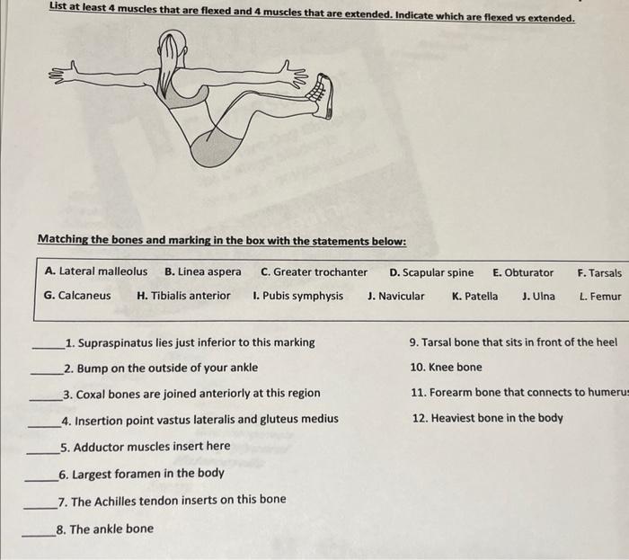 List at least 4 muscles that are flexed and 4 muscles that are extended. Indicate which are flexed vs extended.
Matching the 