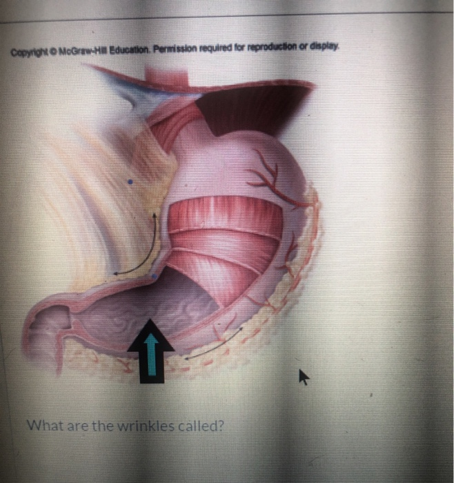 The Organ In The Lower Body Of A Woman Or Female Chegg Com