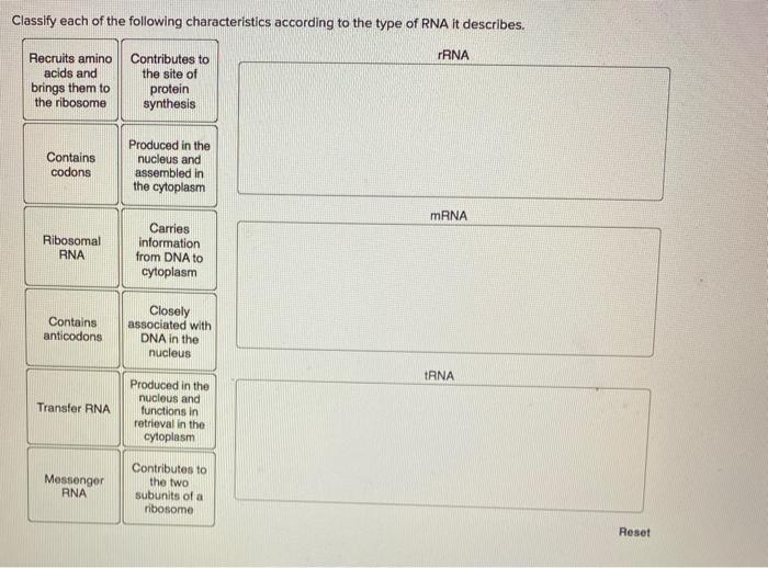 Solved mRNA processing in eukaryotes 2 Label some of the | Chegg.com