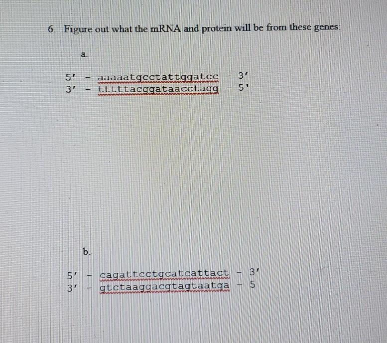 Solved 6. Figure out what the mRNA and protein will be from | Chegg.com