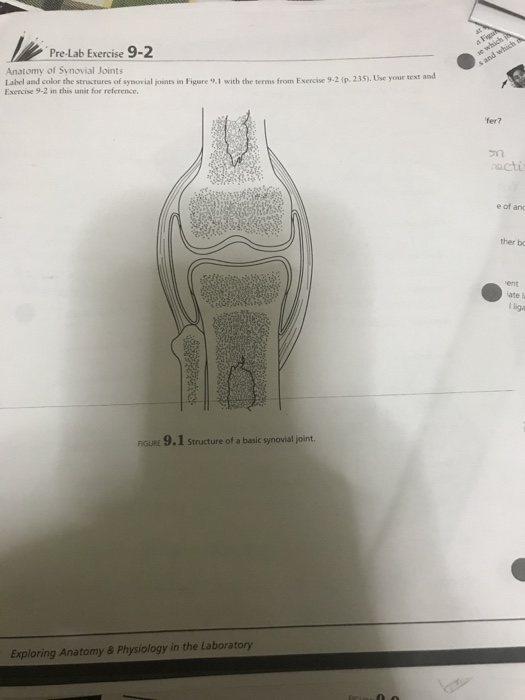 Solved And Which Pre-Lab Exercise 9-2 Anatomy Of Synovial | Chegg.com