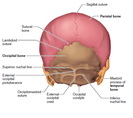 Solved: Look at Figure Which of the skull bones illustrated in ...