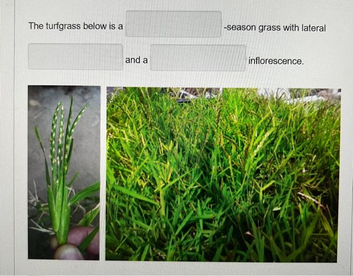 Solved The turfgrass below is a -season grass with lateral | Chegg.com