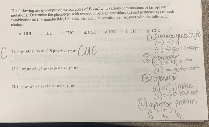Solved The Following Are Genotypes Of Merozygotes Of E C Chegg Com