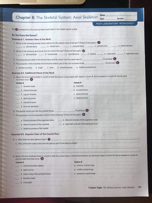 Solved Name Chapter 8: The Skeletal System: Axial Skeleton | Chegg.com