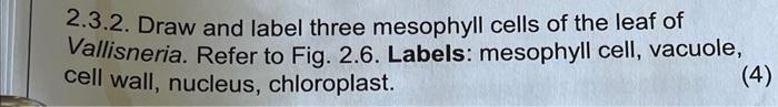 2.3.2. Draw and label three mesophyll cells of the leaf of Vallisneria. Refer to Fig. 2.6. Labels: mesophyll cell, vacuole, c