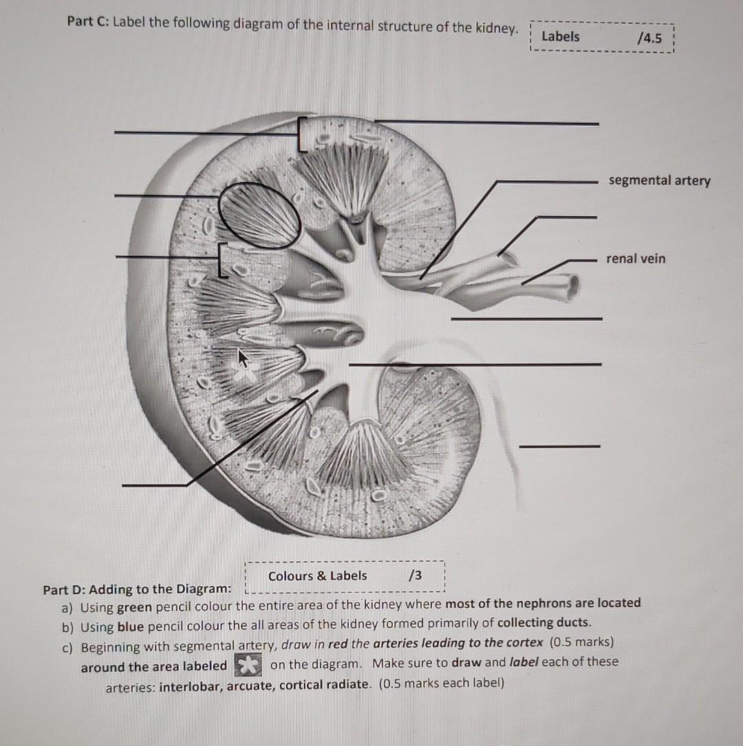 DRAW IT NEAT: How to draw Human kidneys