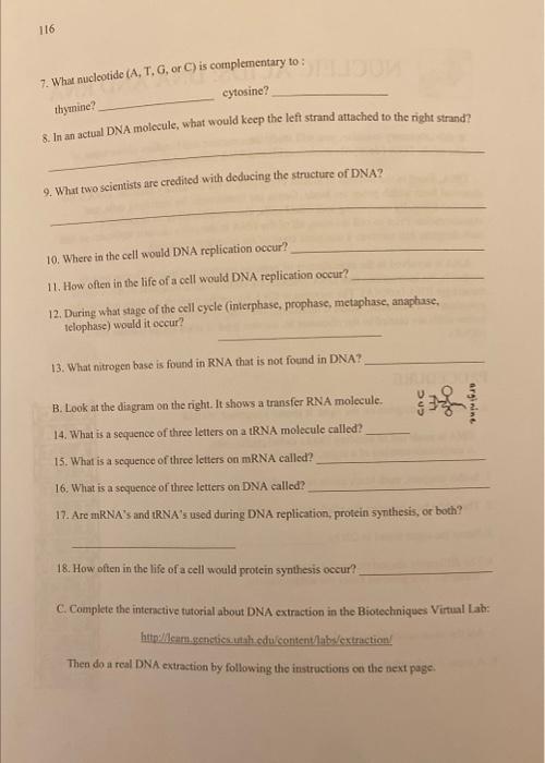 Solved NUCLEIC ACIDS DNA AND RNA In this laboratory